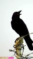 Call Of House Crow ( Indian Crow )
