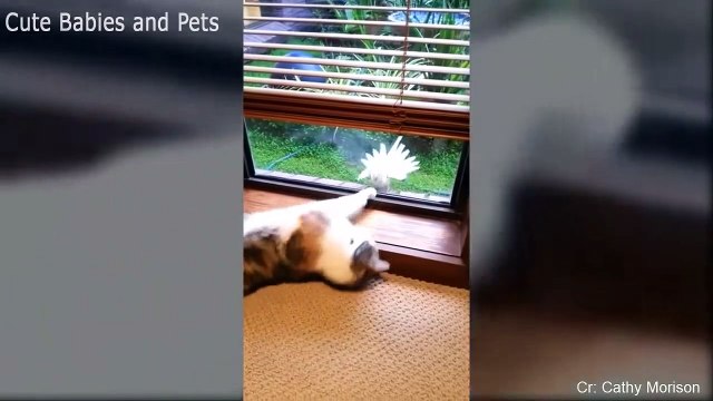 Funny Parrots Annoying Cats Compilation Cute Parrot Videos