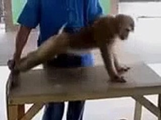 Funny monkey at gym