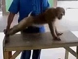 Funny monkey at gym