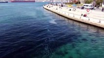 İstanbul Boğazı'nda denizanası istilası