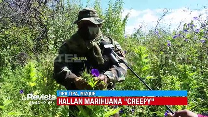 Felcn halló plantaciones de marihuana ‘Creepy’ en una comunidad de Mizque