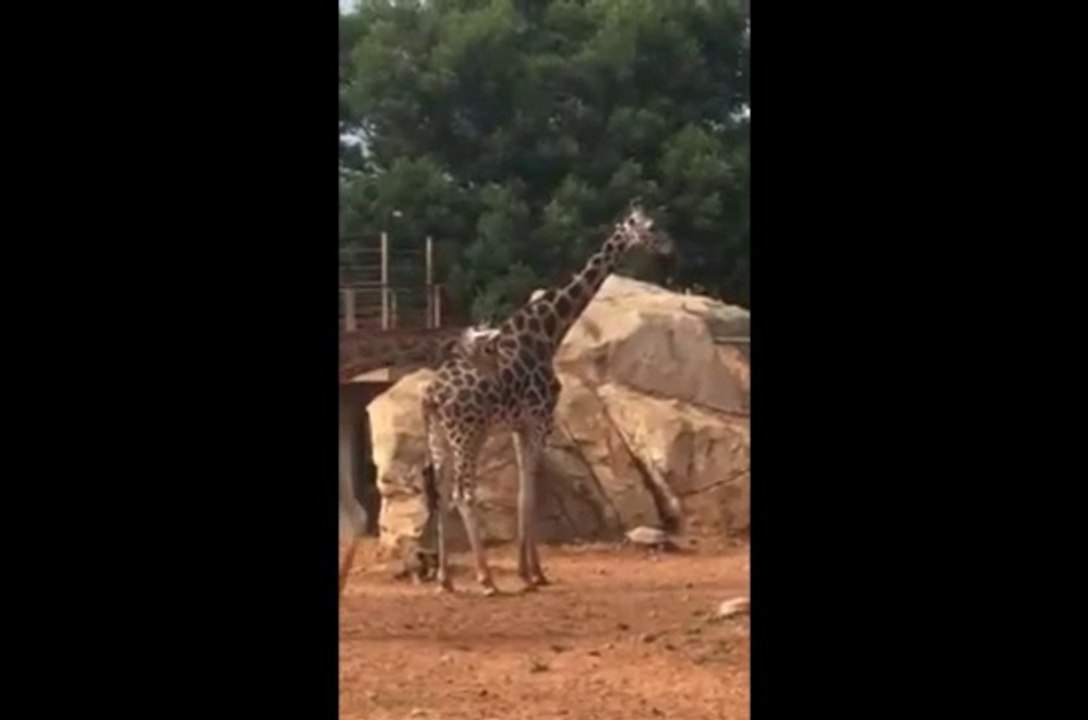 Mal Female Giraffe video youtube