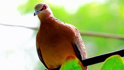 Curious Spotted Dove Bird | Spilopelia chinesnsis | Indian Dove