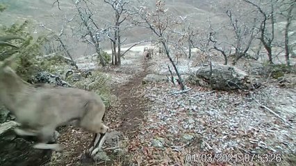 Dağ keçilerinin yüksek kesimlere yerleştirilen yalaklardan su içmesi fotokapanla görüntülendi