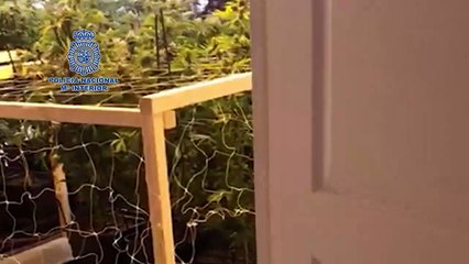 Intervienen más de 190 kilos de marihuana en el sur de Tenerife