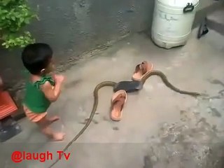 Child Playing with King Cobra Snake Amazing Video 2021