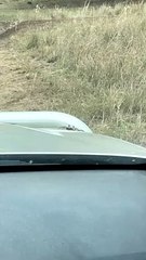 Spider Crawls Out of Engine Bay