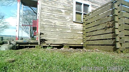 Rabbits Use Abandoned Playhouse to Raise Family