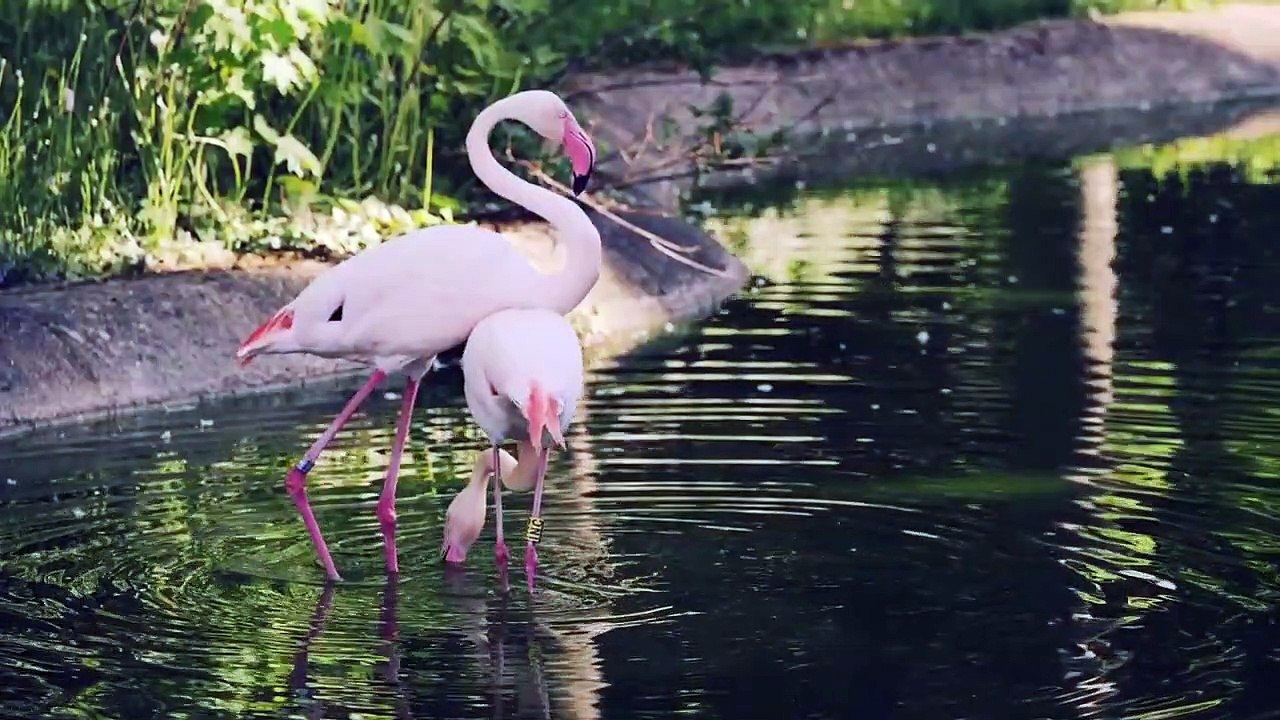 Flamingo bird - YouTube