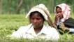 Why tea garden workers' life is full of difficulties?