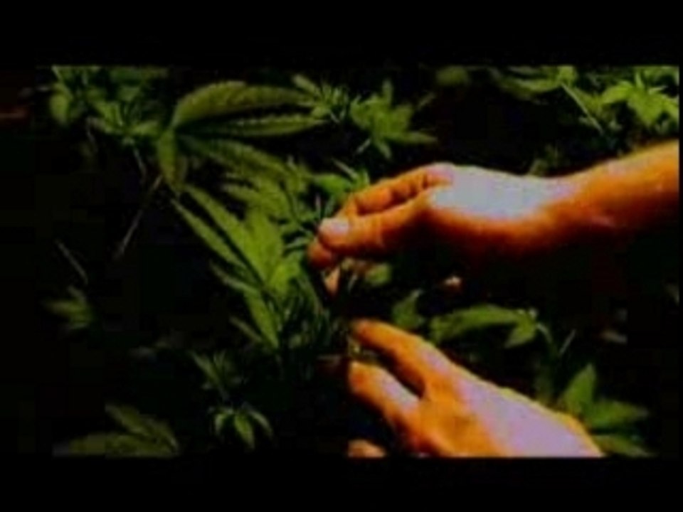 dealer