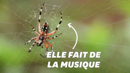 Download Video: Ils transforment les vibrations provoquées par les araignées en musique