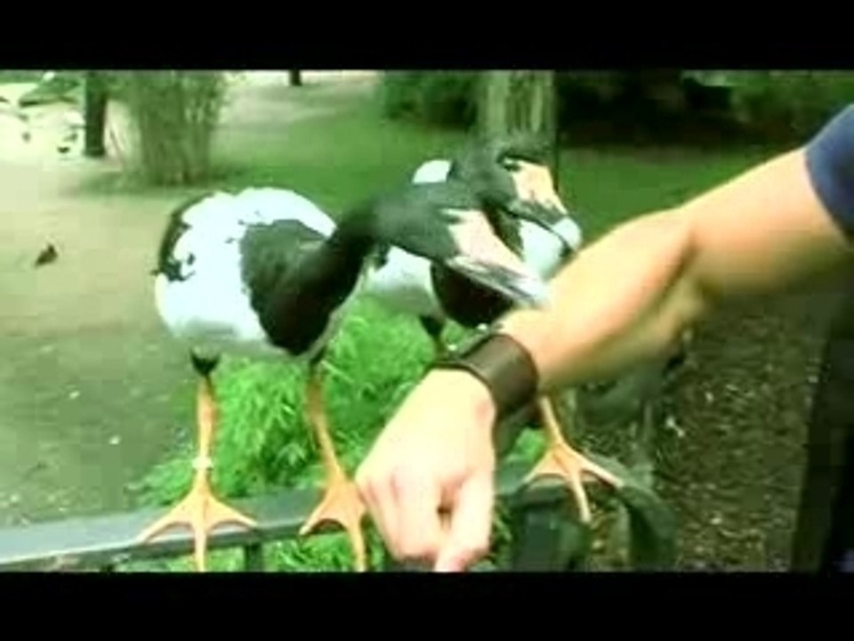 Halt die Klappe, Folge 2: Wilde Tiere