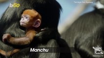 Aussie Zoo Celebrates Birth of a Francois' Langur Monkey!