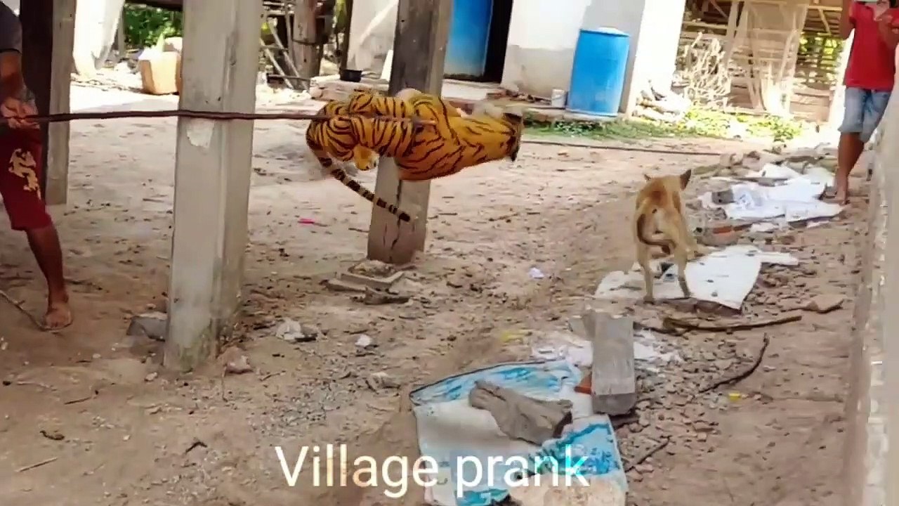 Fack tiger prank dog very funny