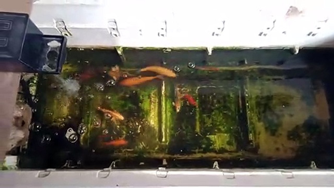 coi fish