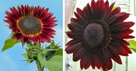 Découvrez le tournesol chocolat, une plante originale aux pétales marrons