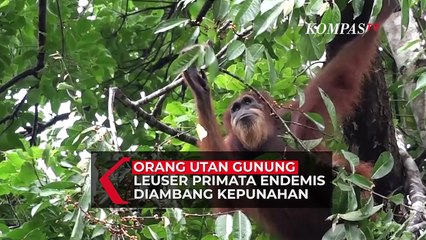 Populasi Kian Menurun, Orangutan Sumatera Terancam Punah