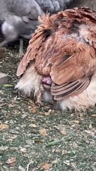 Cette poule n'assume pas d'avoir pondu un oeuf...