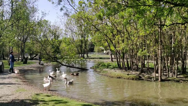 Pas de confinement pour les animaux du marais aux oiseaux d’Oléron