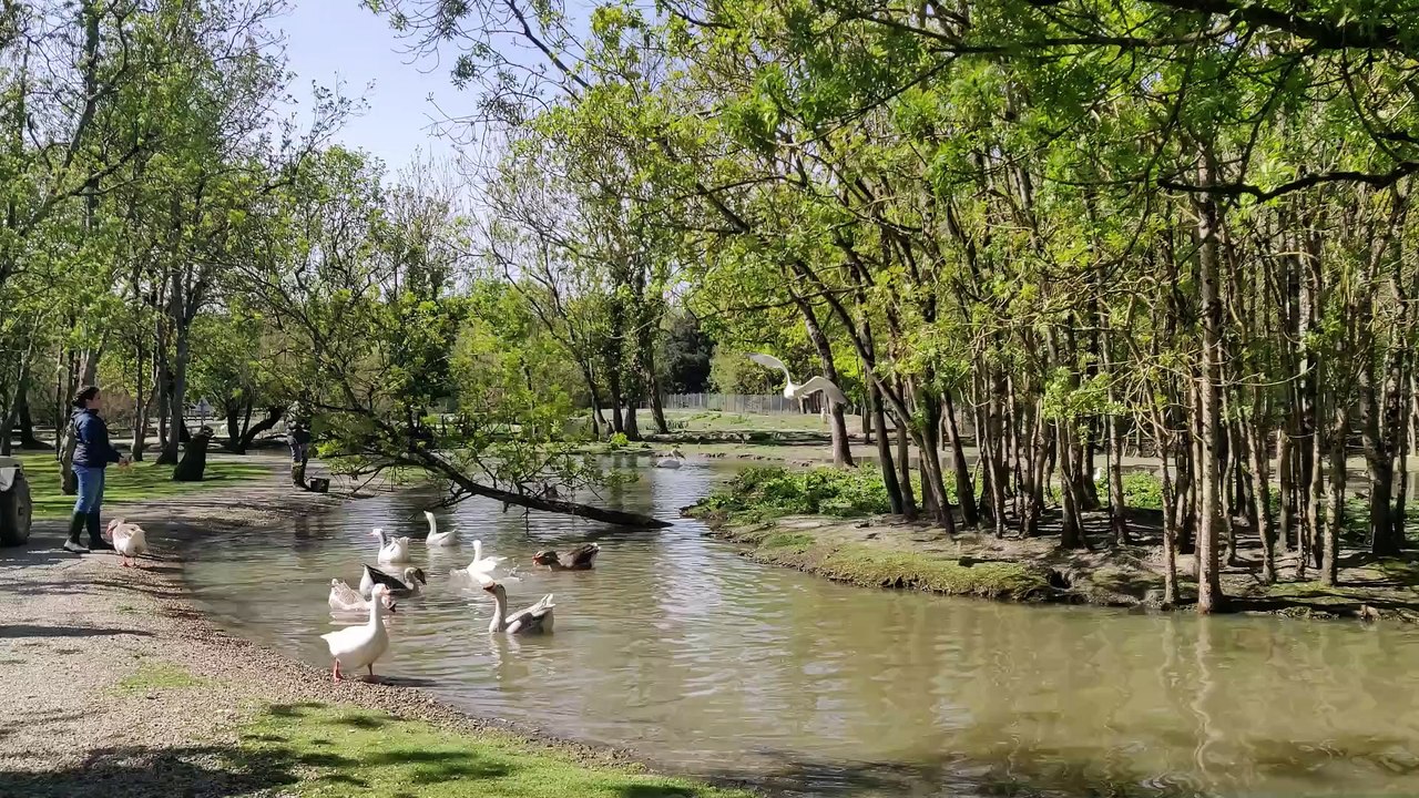 Pas de confinement pour les animaux du marais aux oiseaux d’Oléron