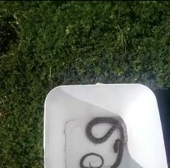 Otomobil içindeki yılan doğaya bırakıldı