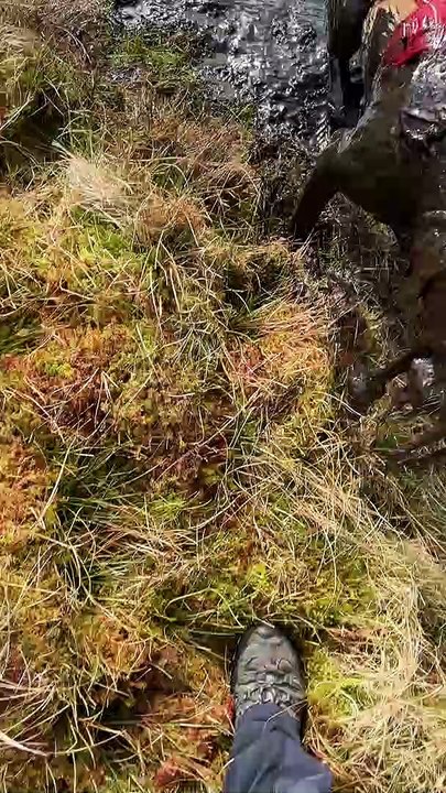 Messy Doggy Becomes A Bog Monster