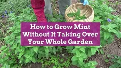 How to Grow Mint Without It Taking Over Your Whole Garden