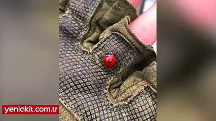 Afrin'de Mehmetçiğimize davetsiz misafir