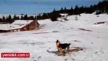 Drone gören köpek kahkahaya boğdu