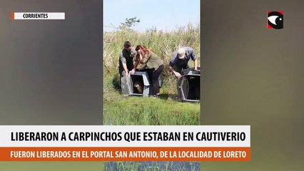 Liberaron a carpinchos que estaban en cautiverio
