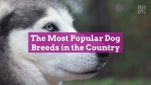 The Most Popular Dog Breeds in the Country, According to Rover