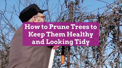 How to Prune Trees to Keep Them Healthy and Looking Tidy