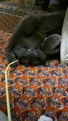 Cat Seems too Tired to Play