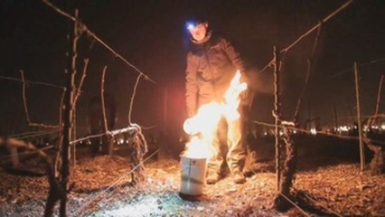 Los viticultores de Chablis luchan contra las heladas que amenazan sus vinos