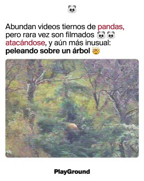 Abundan videos tiernos de pandas, pero rara vez son filmados atacándose
