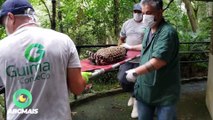 Zoológico de São Bernardo reforça cuidado com animais durante a pandemia