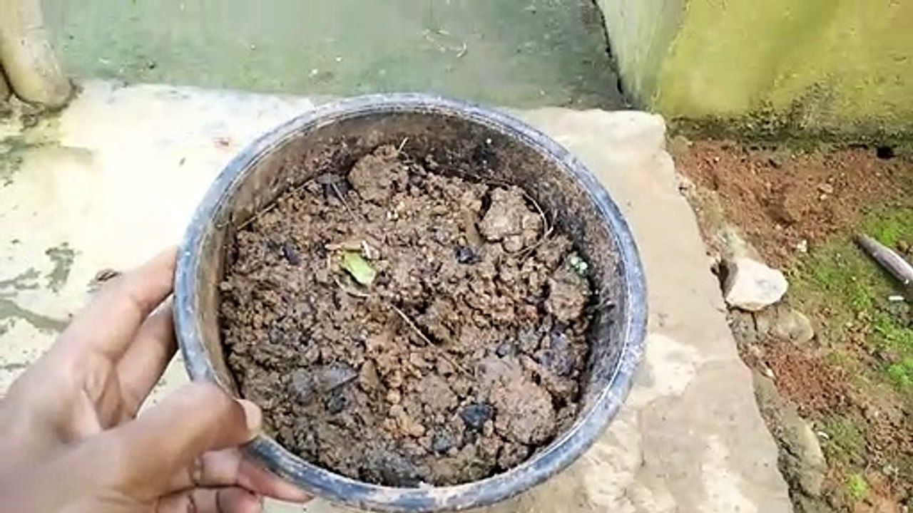 How To Grow Bamboo From Cuttings| Fast Method For Growing Bamboo