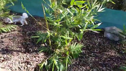 Bamboo Oldhamii - How To Grow A Bamboo Fence Line With Wind And Noise Protection, Shade And Privacy.