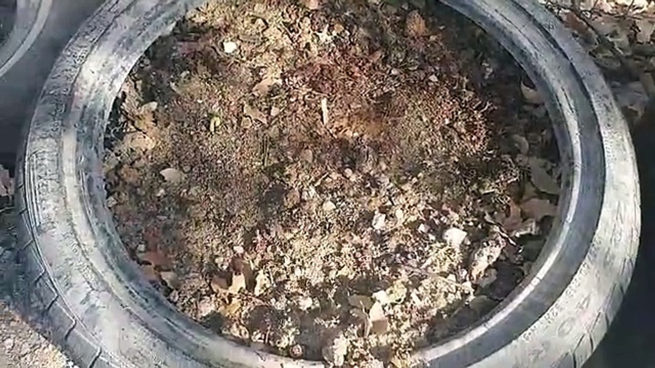 Something's Eating the Garden!