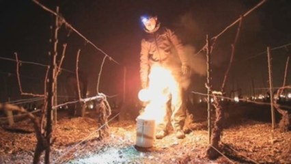 Los viticultores de Chablis luchan contra las heladas que amenazan sus vinos