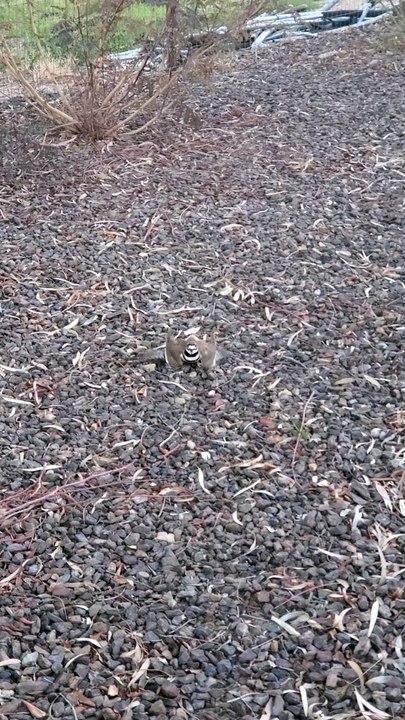 Killdeer Birds Have a Peculiar Defense Mechanism