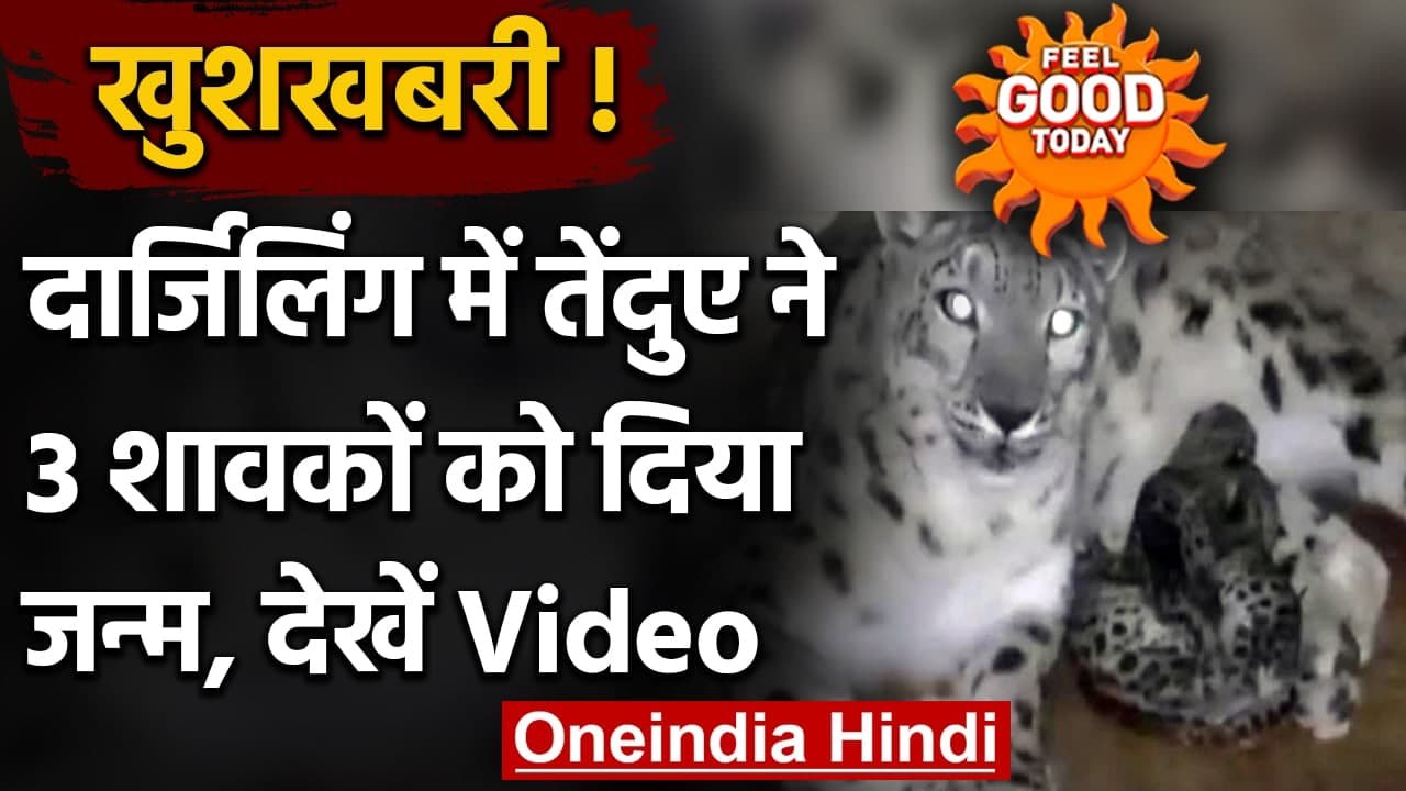 Darjeeling के Padmaja Naidu Himalayan Zoological Park में तीन शावकों का जन्म । वनइंडिया हिंदी