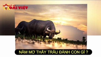 Mơ thấy trâu có tỉ lệ trúng cao nhất