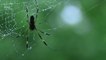 EE. UU.: Investigadores descubren el lenguaje de las arañas
