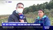 Gel: cette viticultrice de l'Hérault tente de sauver les ultimes bourgeons qu'il lui reste