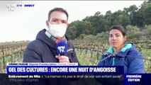 Gel: cette viticultrice de l'Hérault tente de sauver les ultimes bourgeons qu'il lui reste