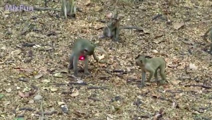 Funny Monkey Dog Laser pointer prank