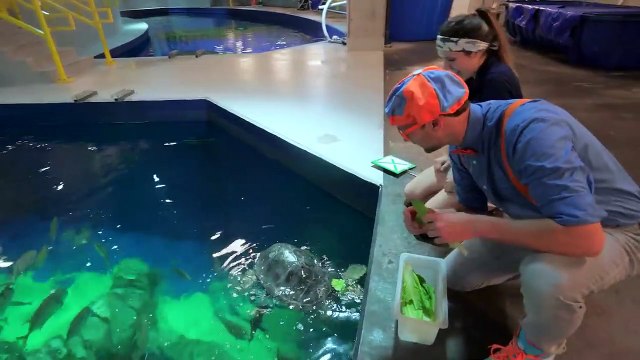 Blippi Español Visita un Acuario | Videos Educativos de Peces y Animales para Niños part 1